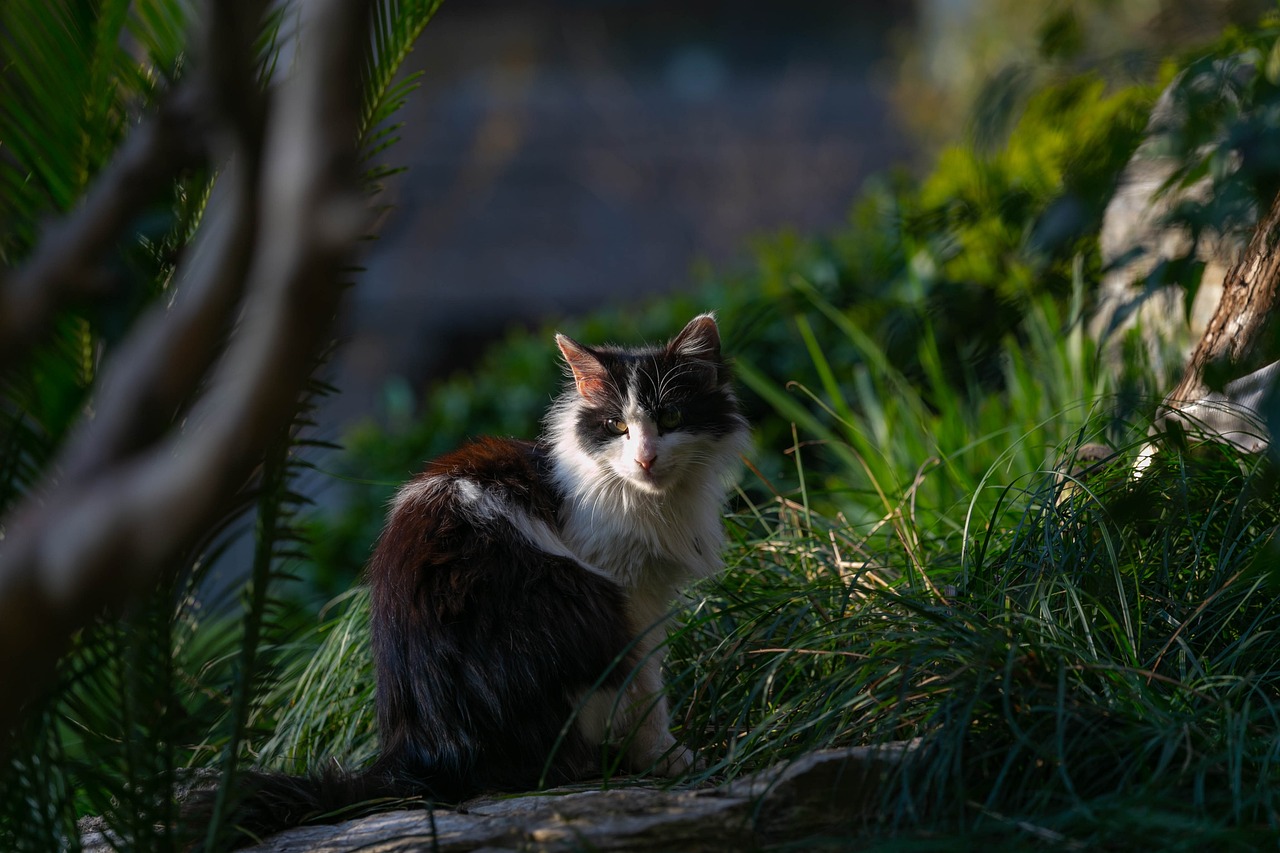 猫和老鼠童装，时尚童趣的完美结合